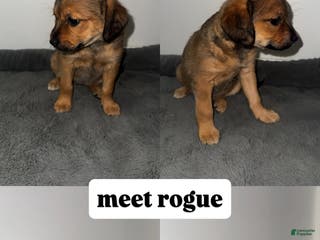 Mixed Breed dogs Rogue - Ad 6