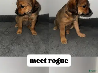 Mixed Breed dogs Rogue - Ad 10