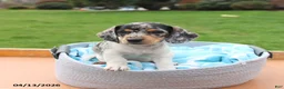 Miniature Dachshund dogs for sale: Lucas - Ad 4
