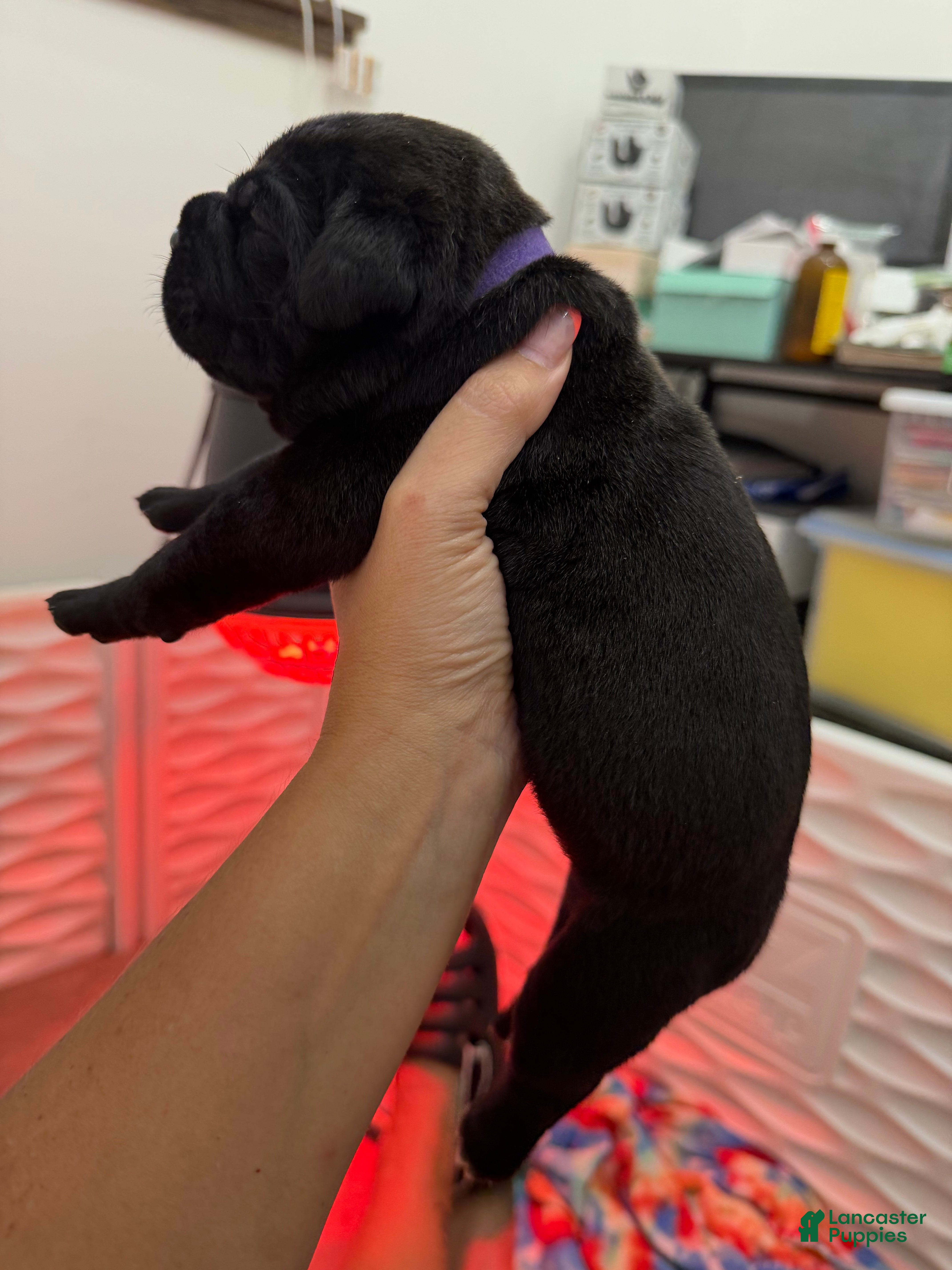 Cane Corso dogs Purple Collar - Meadow - Ad 2