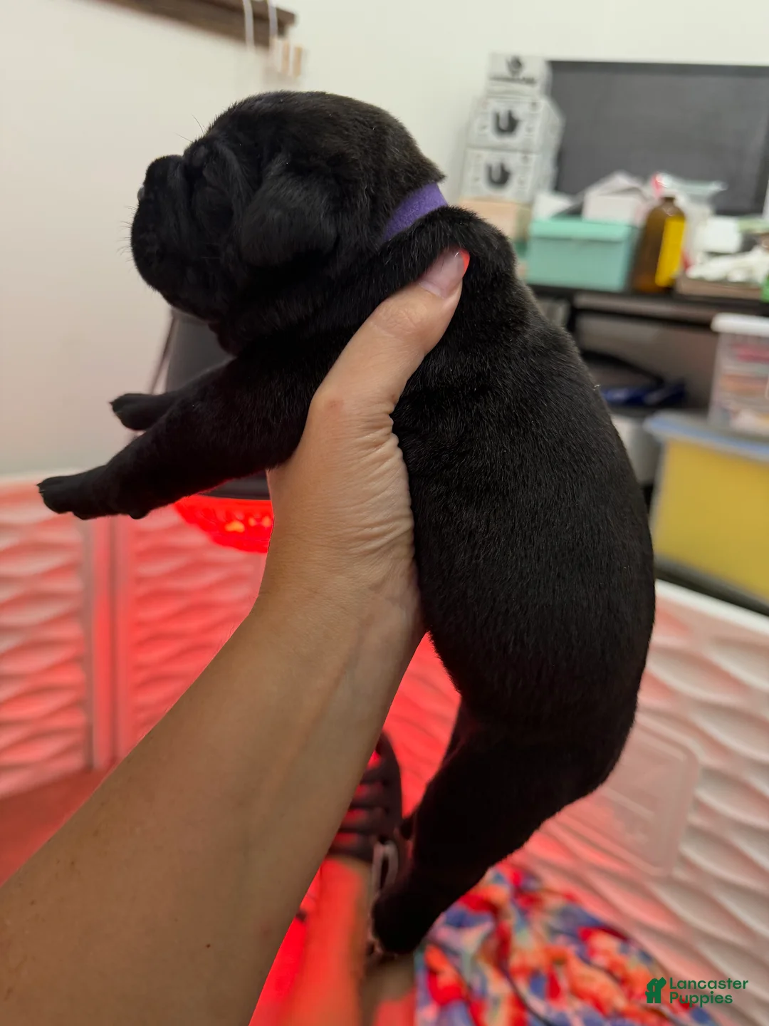 Cane Corso dogs for sale: Purple Collar - Meadow - Ad 2