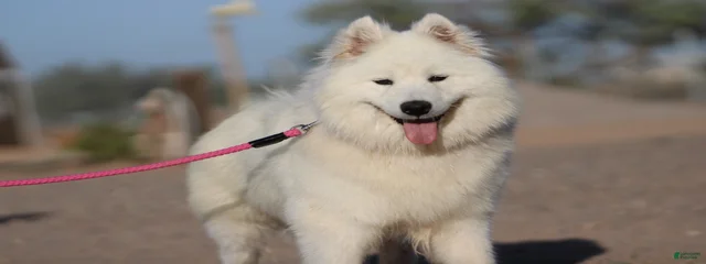 Keisha