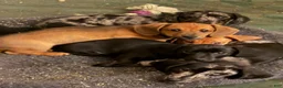 Miniature Dachshund dogs for sale: Bo-Peep - Ad 2