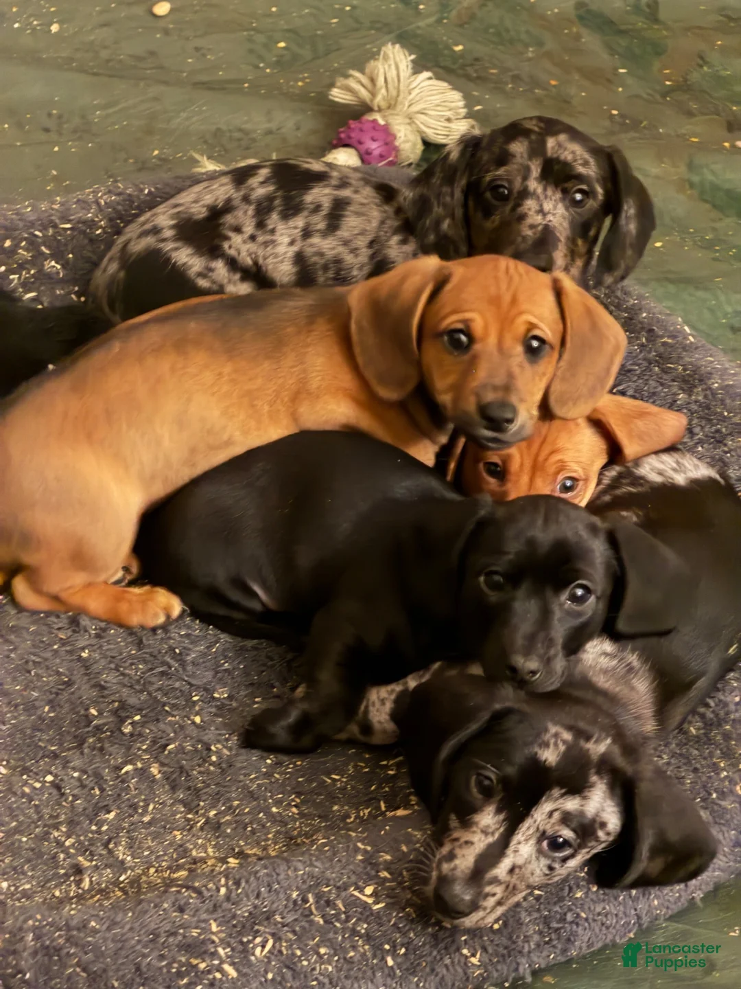 Miniature Dachshund dogs for sale: Bo-Peep - Ad 2