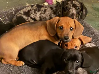 Miniature Dachshund dogs Bo-Peep - Ad 2