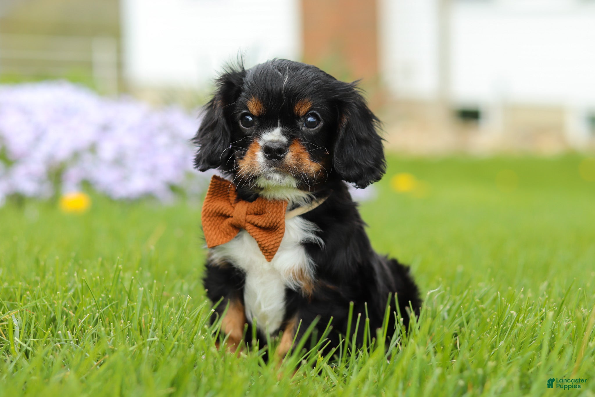 Cavalier King Charles Spaniel dogs Charlie - Ad 2