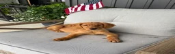 Golden Retriever dogs for sale: Golden Retriever 11 - Ad 5