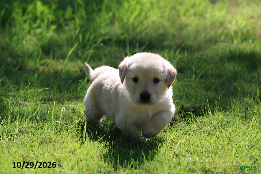 Golden Retriever dogs for sale: Harley - Ad 2
