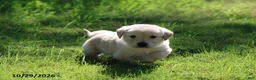 Golden Retriever dogs for sale: Harley - Ad 2