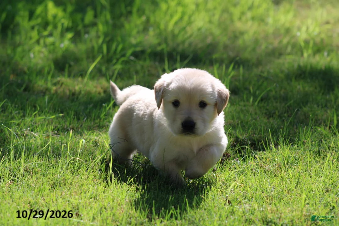 Golden Retriever dogs for sale: Harley - Ad 2