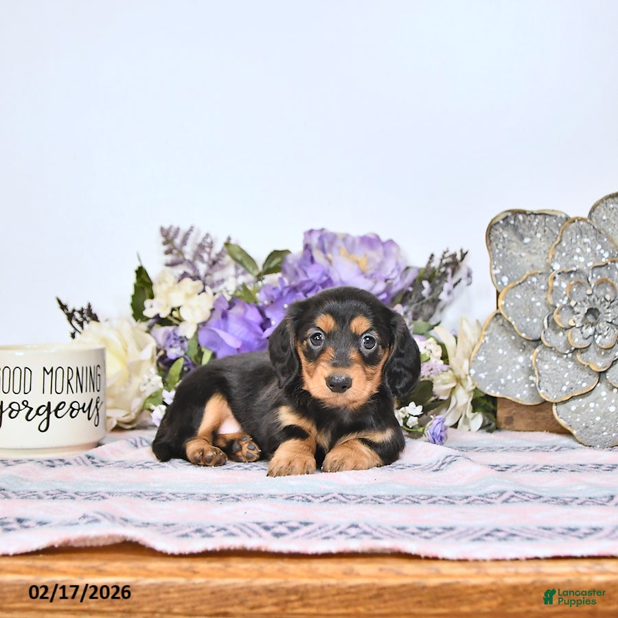 Miniature Dachshund dogs Tava - Ad 1