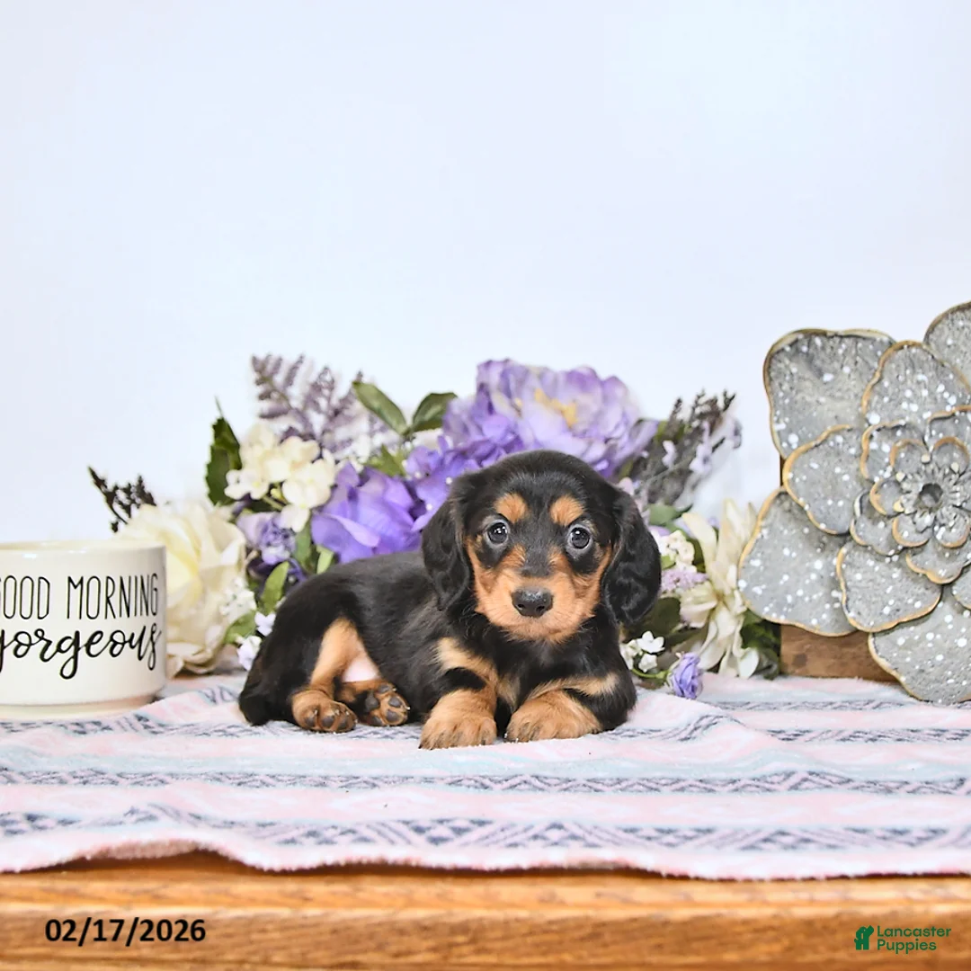 Miniature Dachshund dogs for sale: Tava - Ad 1