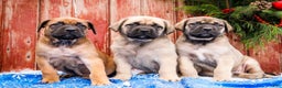 English Mastiff dogs for sale: Chloe - Ad 15