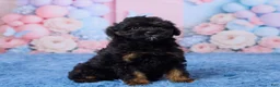 Aussiedoodle dogs for sale: Grace - Ad 3