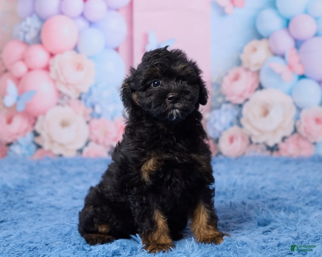 Aussiedoodle dogs for sale: Grace - Ad 3