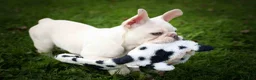 French Bulldog dogs for sale: Snoopy 🐶 - Ad 4