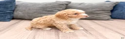 Cavapoo dogs for sale: Copper - Ad 3