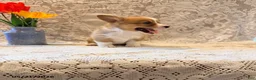 Welsh Corgi Pembroke dogs for sale: Happy - Ad 3