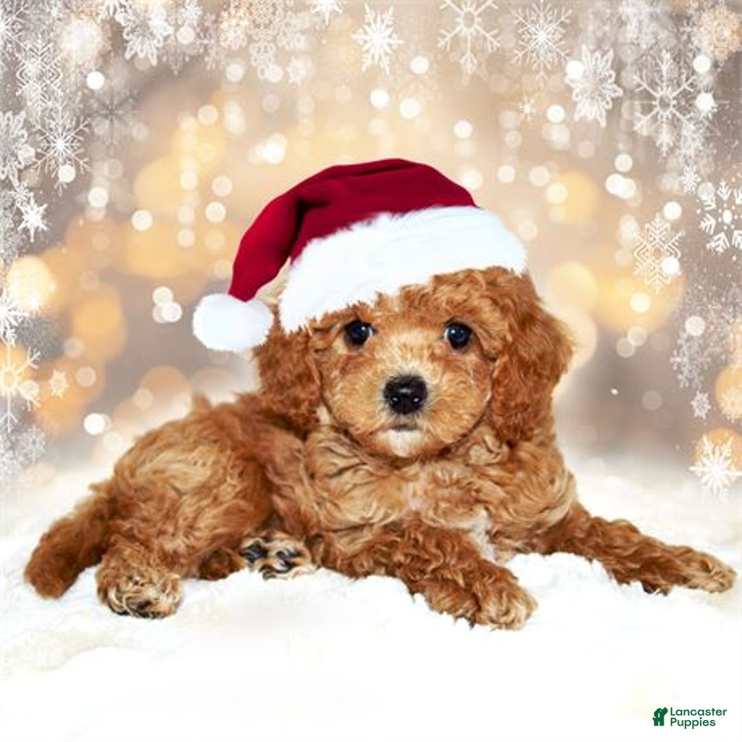 Bichpoo dogs for sale: Bichpoo Puppy 1 - Ad 3