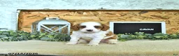 Cavapoo dogs for sale: Cavan - Ad 4