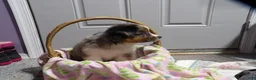 Miniature Australian Shepherd dogs for sale: Molly - Ad 3