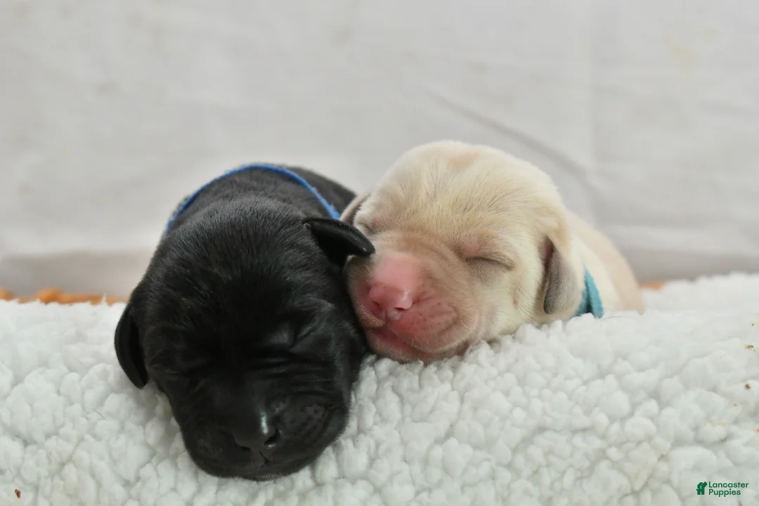 Labrador Retriever dogs for sale: White English Lab - Waffles - Ad 2