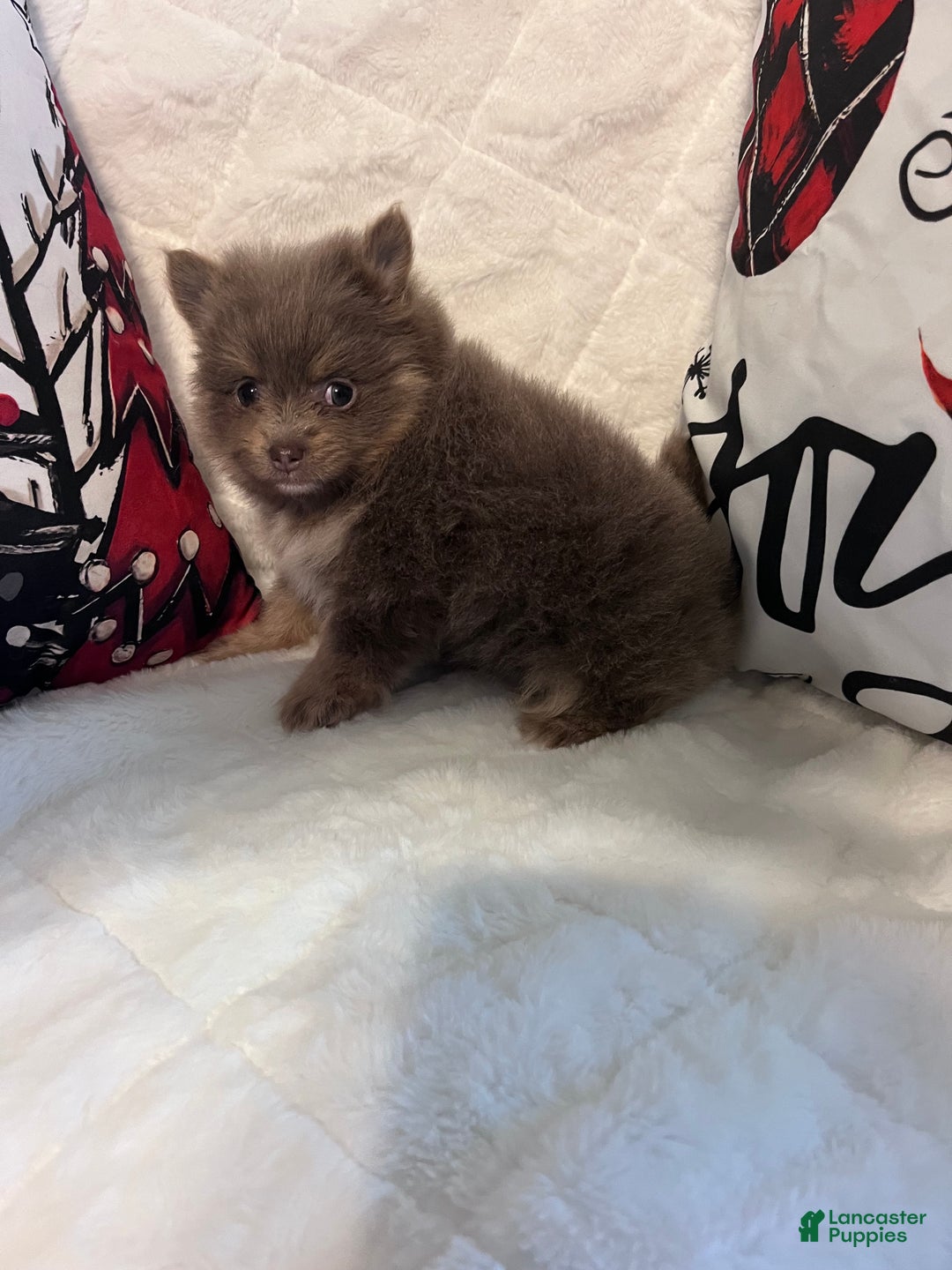 Pomeranian dogs for sale: Coco - Ad 2