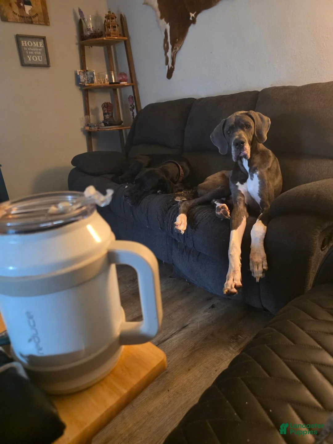 Great Dane dogs for sale: Dasie - Ad 1