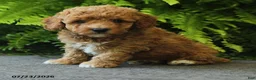Miniature Poodle dogs for sale: Cinnamon - Ad 3