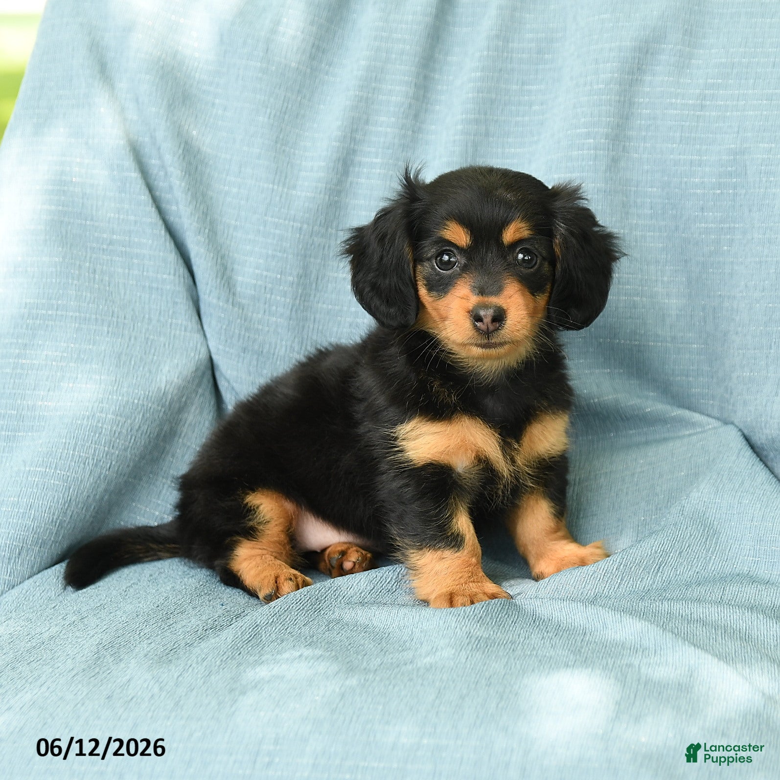Miniature Dachshund dogs Polly - Ad 2