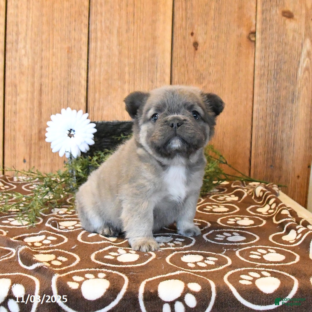 French Bulldog dogs for sale: Bandit - Ad 1
