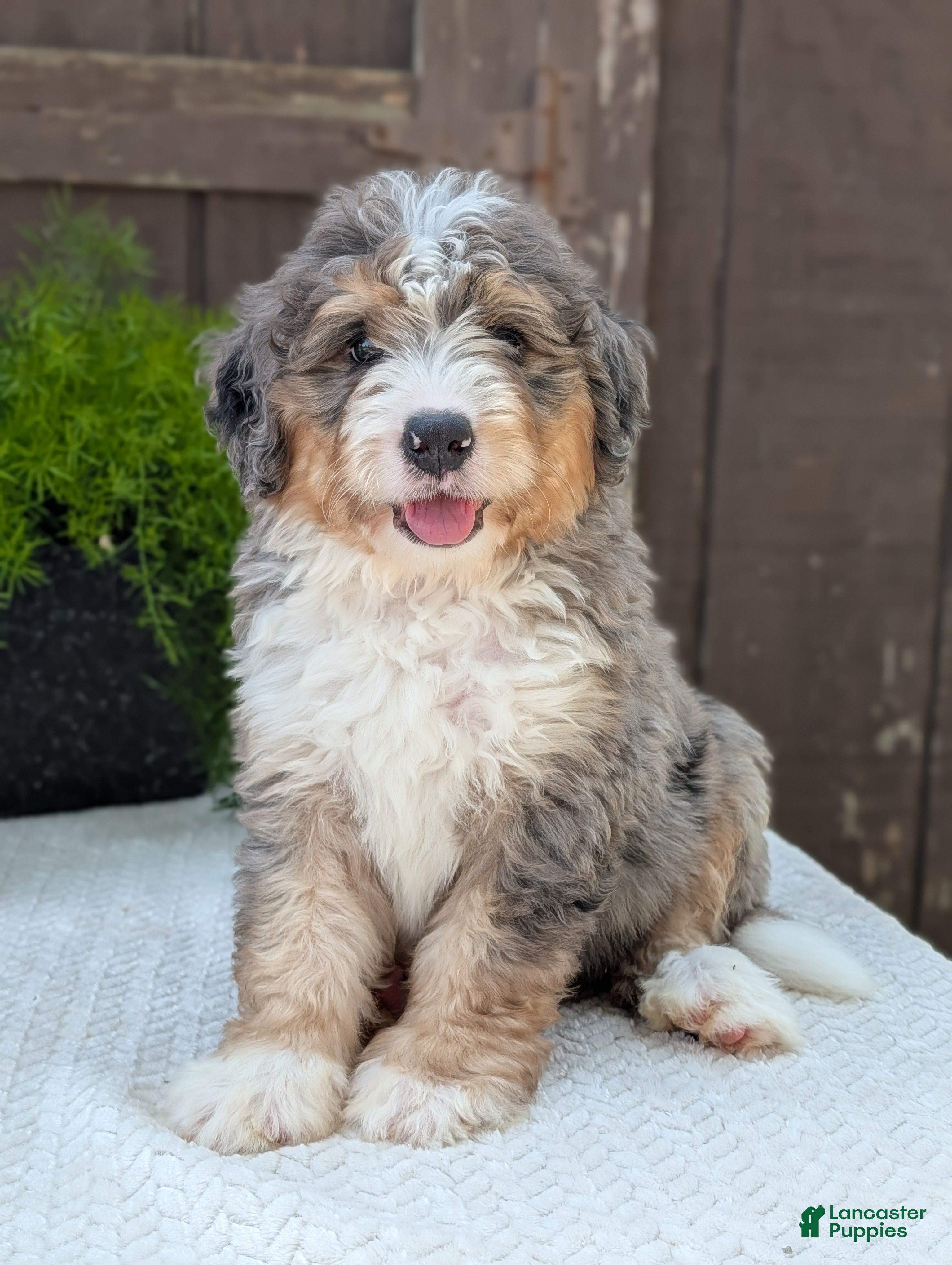 Mini Bernedoodle dogs Mini Baker  - Ad 1