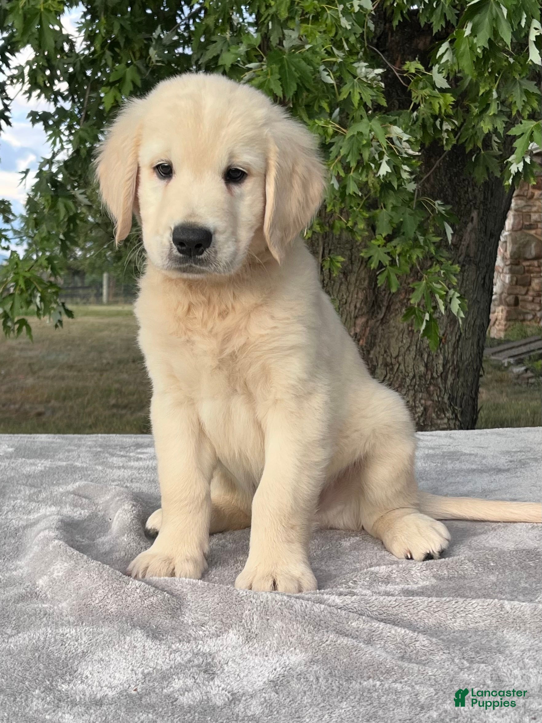 Golden Retriever dogs Barkley - Ad 2