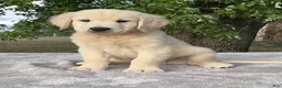Golden Retriever dogs for sale: Barkley - Ad 2
