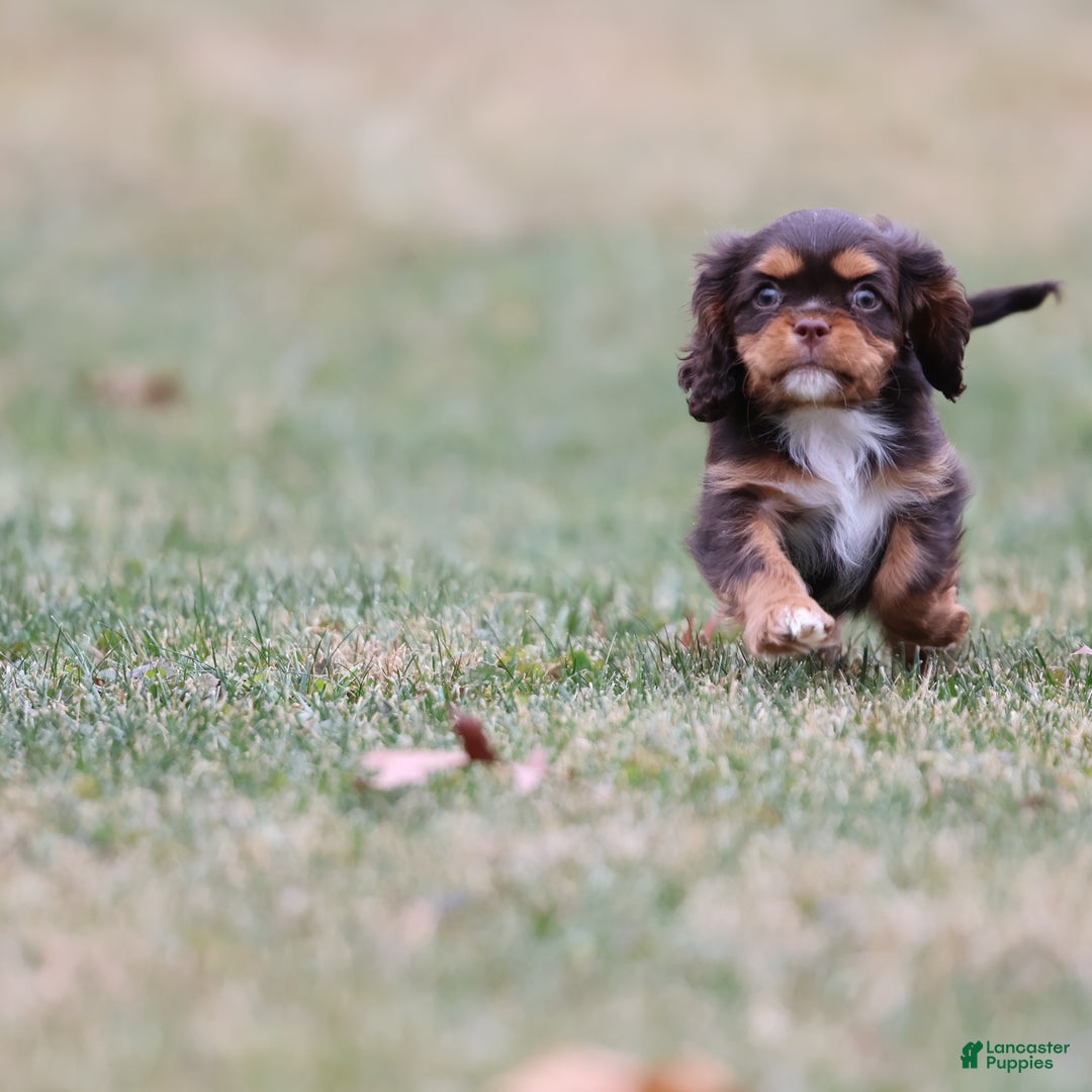 Cavalier King Charles Spaniel dogs for sale: Twix - Ad 2