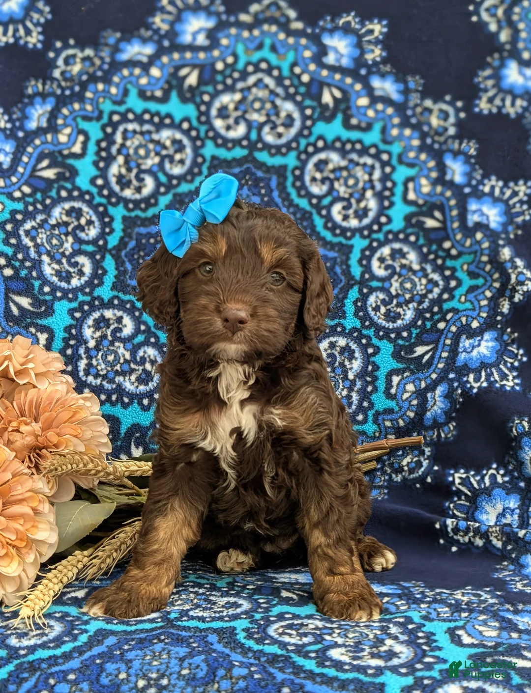 Cockapoo dogs for sale: Leah - Ad 2