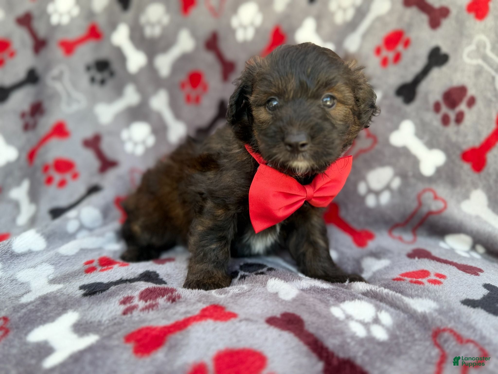 Aussiedoodle dogs Duce - Ad 2
