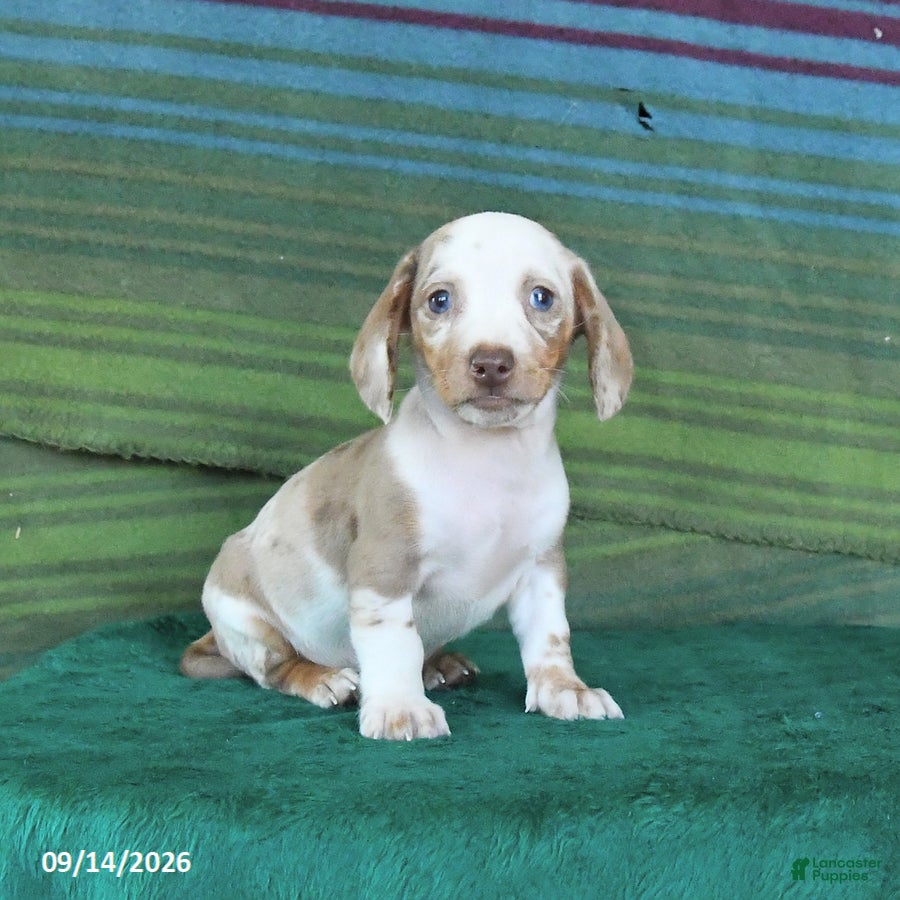 Miniature Dachshund dogs Rusty - Ad 1