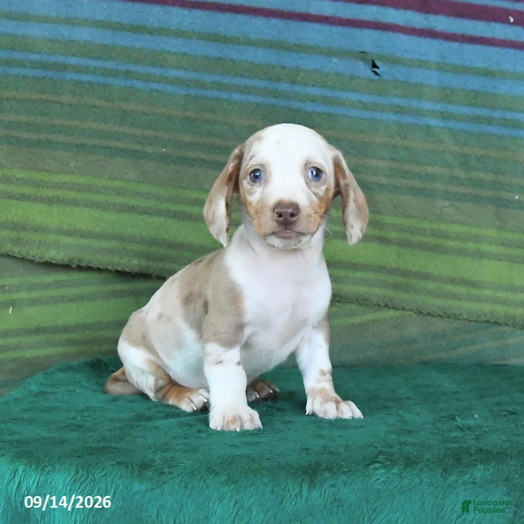 Miniature Dachshund dogs for sale: Rusty - Ad 1