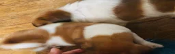 Mixed Breed dogs for sale: Mixed Breed 1 - Ad 6