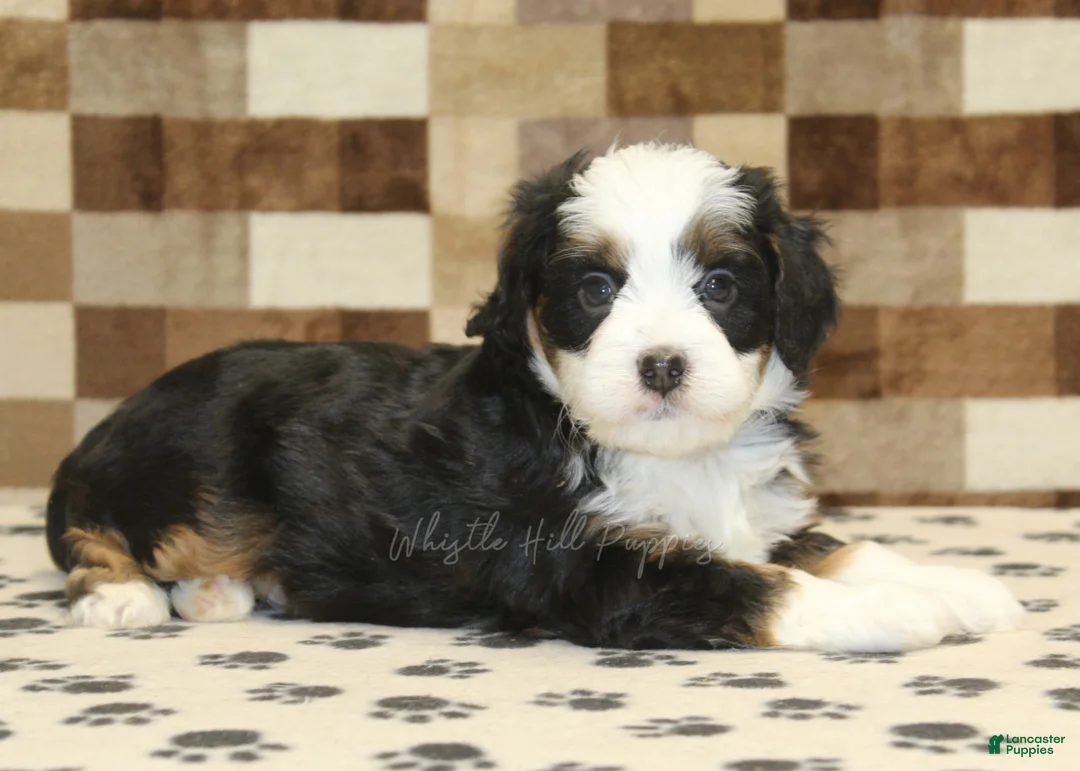 Mini Bernedoodle dogs for sale: Lucky - Ad 2