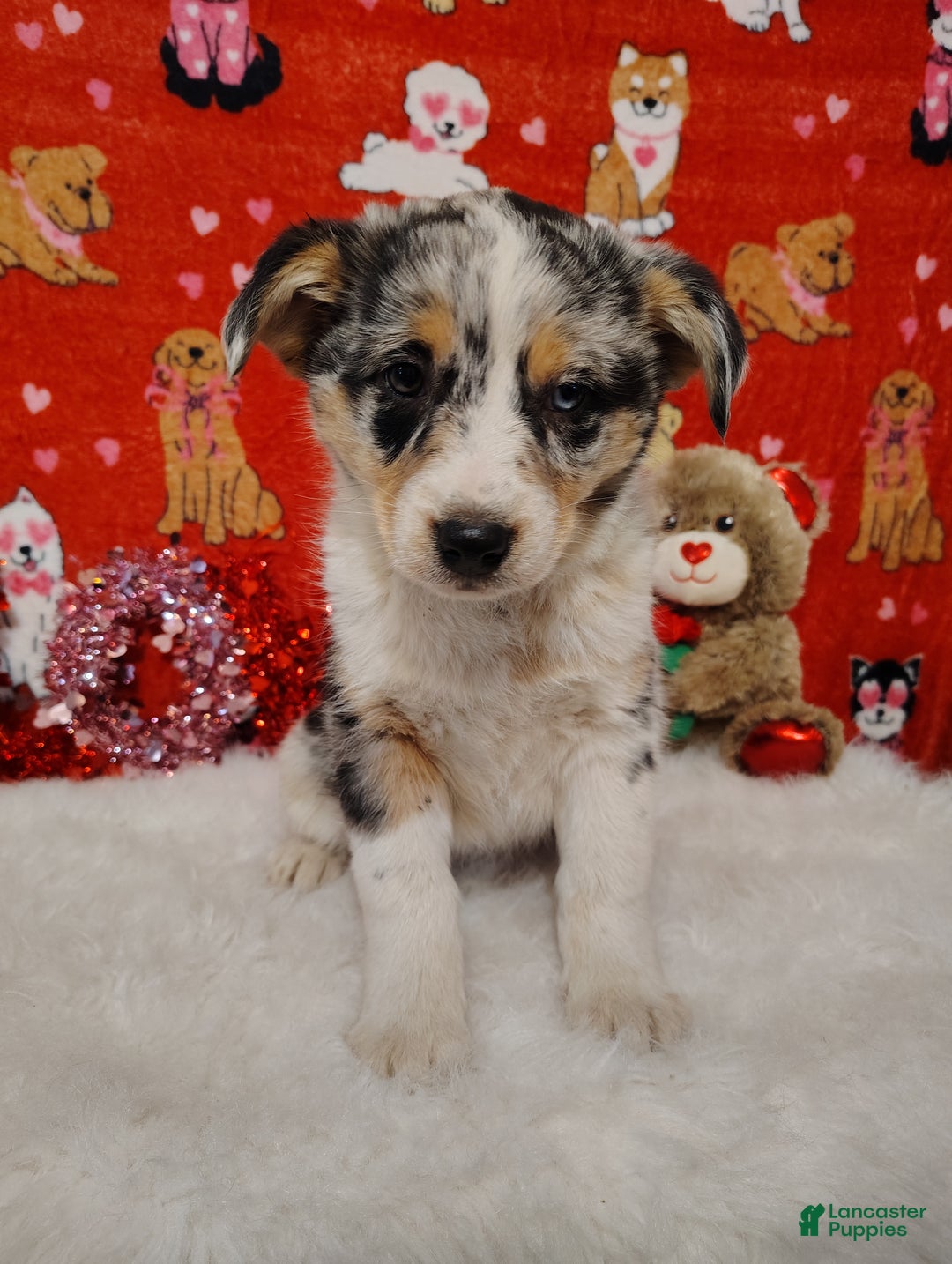 Mixed Breed dogs for sale: Sadie - Ad 2