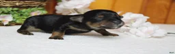 Yorkiepoo dogs for sale: Darling  - Ad 6