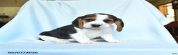Beagle dogs for sale: Snickers - Ad 1
