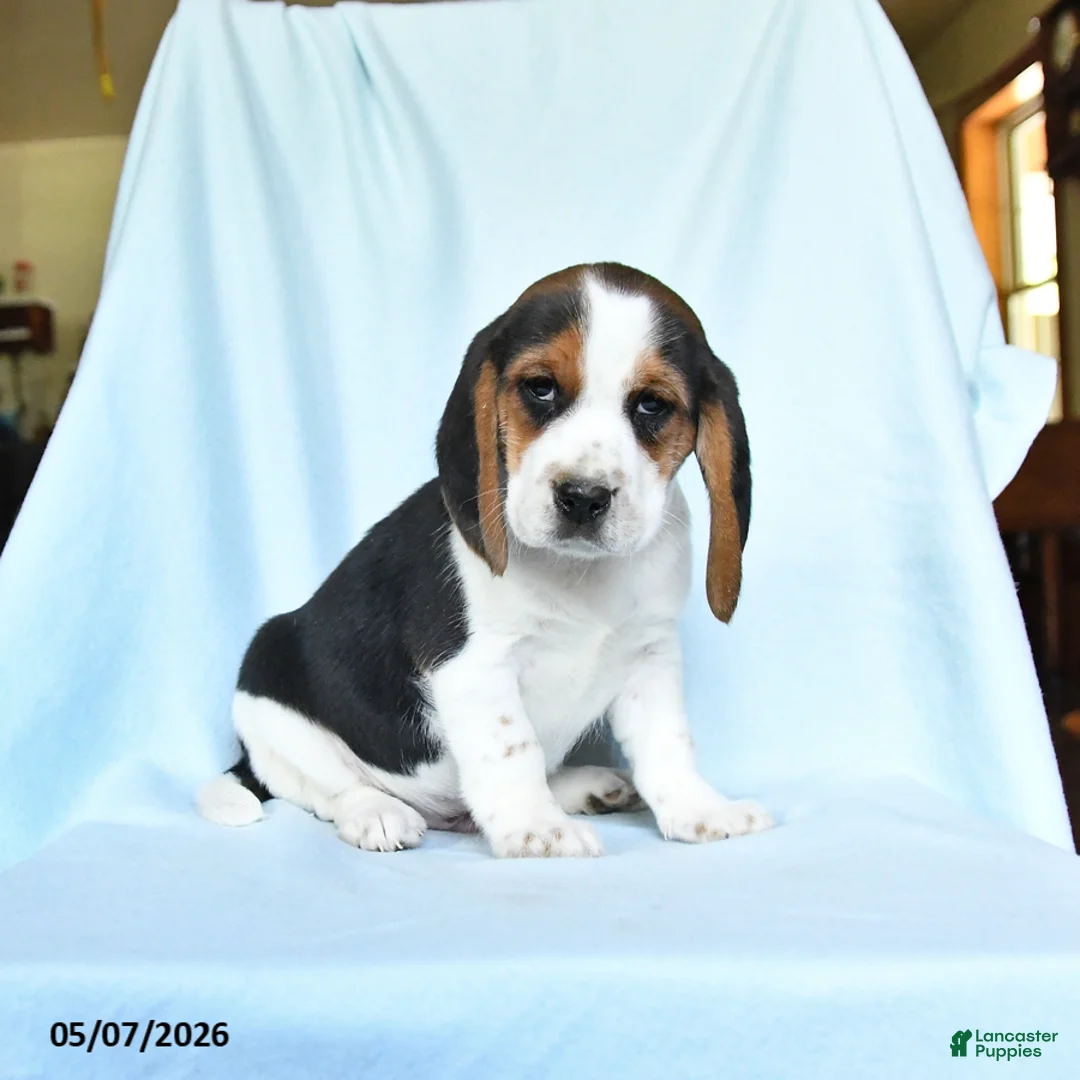 Beagle dogs for sale: Snickers - Ad 1