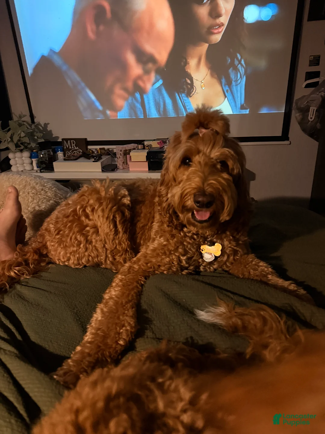 Mixed Breed dogs for sale: Mixed Breed Puppy 3 - Ad 2