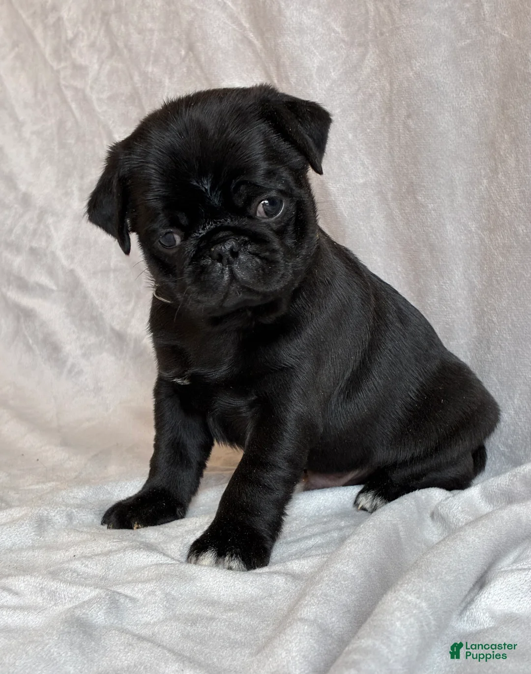 Pug dogs for sale: Hunter - Ad 7