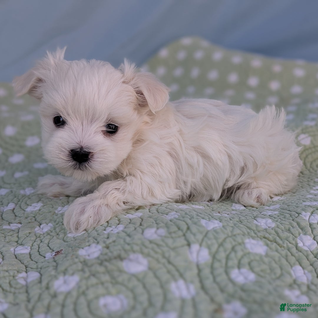 Maltese dogs for sale: Luna - Ad 2