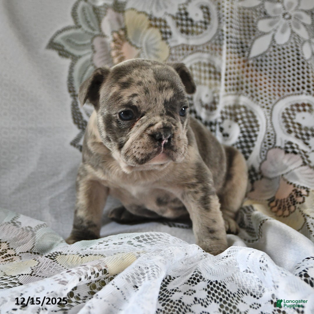 French Bulldog dogs for sale: Waffles - Ad 2