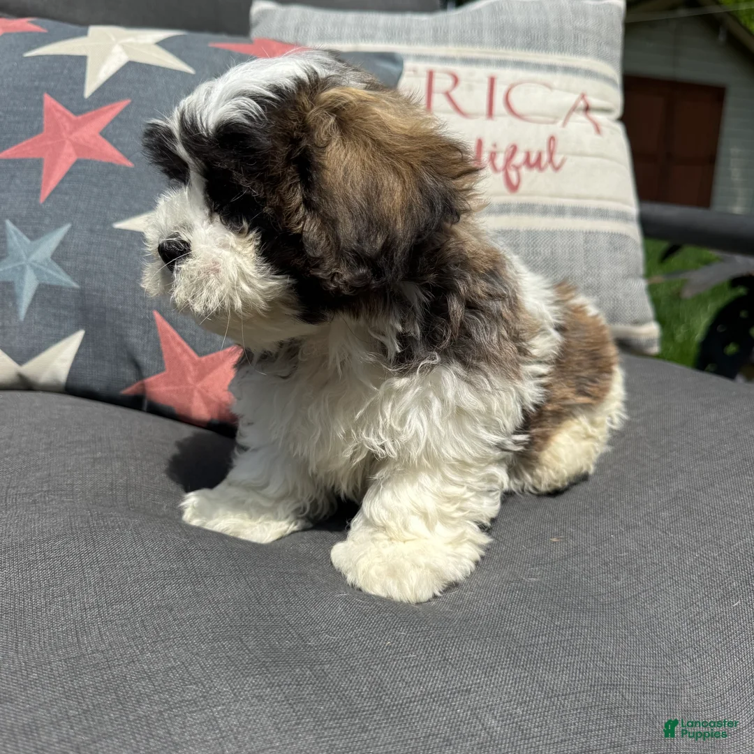 Teddy Bear dogs for sale: Louie  - Ad 2
